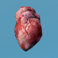 奇妙な心臓 Human Heart Nonopy